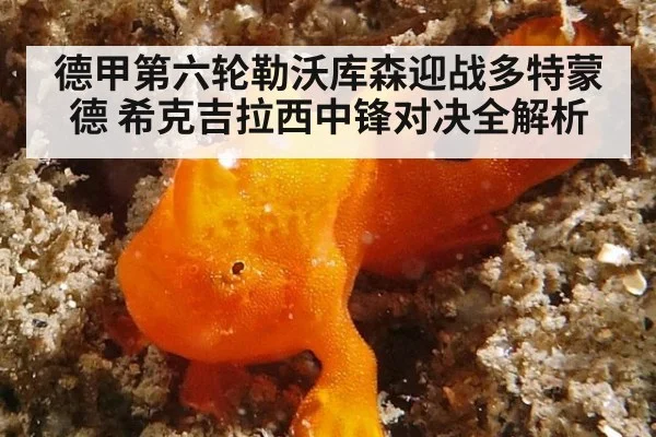 德甲第六轮勒沃库森迎战多特蒙德 希克吉拉西中锋对决全解析